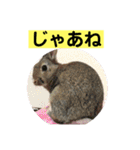 うさぎ写真のスタンプ。挨拶編。（個別スタンプ：39）