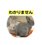 うさぎ写真のスタンプ。挨拶編。（個別スタンプ：40）