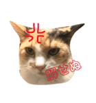 ジーナスタンプ（個別スタンプ：1）