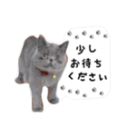 よしをと楽しい家族のスタンプ①（個別スタンプ：28）