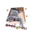 よしをと楽しい家族のスタンプ①（個別スタンプ：33）