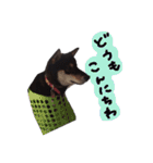 柴犬チロ（個別スタンプ：1）