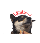 柴犬チロ（個別スタンプ：2）