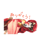 柴犬チロ（個別スタンプ：4）