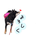 柴犬チロ（個別スタンプ：5）