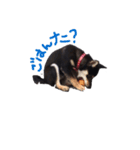 柴犬チロ（個別スタンプ：6）