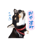 柴犬チロ（個別スタンプ：7）
