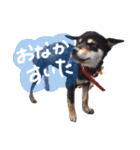 柴犬チロ（個別スタンプ：8）