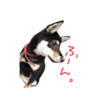 柴犬チロ（個別スタンプ：9）