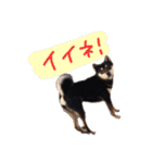 柴犬チロ（個別スタンプ：11）