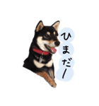 柴犬チロ（個別スタンプ：12）