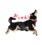 柴犬チロ（個別スタンプ：13）