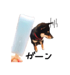 柴犬チロ（個別スタンプ：14）