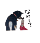 柴犬チロ（個別スタンプ：15）