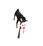 柴犬チロ（個別スタンプ：16）