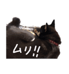 柴犬チロ（個別スタンプ：18）