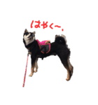 柴犬チロ（個別スタンプ：19）