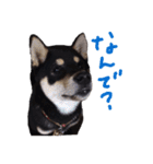 柴犬チロ（個別スタンプ：21）