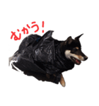 柴犬チロ（個別スタンプ：22）