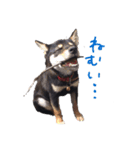 柴犬チロ（個別スタンプ：23）