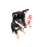 柴犬チロ（個別スタンプ：24）