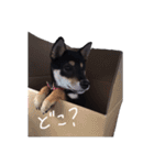 柴犬チロ（個別スタンプ：25）