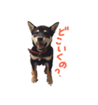 柴犬チロ（個別スタンプ：28）