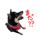 柴犬チロ（個別スタンプ：29）
