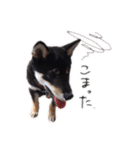 柴犬チロ（個別スタンプ：30）