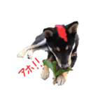 柴犬チロ（個別スタンプ：31）