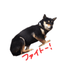 柴犬チロ（個別スタンプ：32）