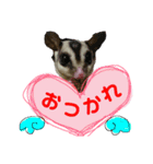 ふくもも（ふぅた）、猫（りん）仕事編（個別スタンプ：6）