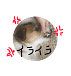 ちゃおのすたんぷ（個別スタンプ：13）