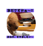 一姫二太郎2匹の愛犬STAMP パート2！！（個別スタンプ：1）
