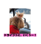一姫二太郎2匹の愛犬STAMP パート2！！（個別スタンプ：3）