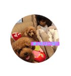 一姫二太郎2匹の愛犬STAMP パート2！！（個別スタンプ：5）