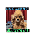 一姫二太郎2匹の愛犬STAMP パート2！！（個別スタンプ：10）