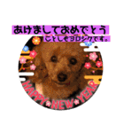 一姫二太郎2匹の愛犬STAMP パート2！！（個別スタンプ：15）
