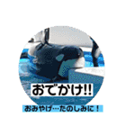 一姫二太郎2匹の愛犬STAMP パート2！！（個別スタンプ：19）