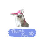 5にゃんこ ありがとにゃん Thank you（個別スタンプ：10）