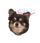 柴犬風のチワワスタンプ(豆太くん)（個別スタンプ：1）