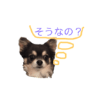 柴犬風のチワワスタンプ(豆太くん)（個別スタンプ：2）