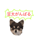 柴犬風のチワワスタンプ(豆太くん)（個別スタンプ：3）
