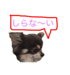 柴犬風のチワワスタンプ(豆太くん)（個別スタンプ：4）