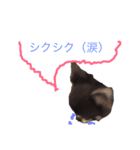 柴犬風のチワワスタンプ(豆太くん)（個別スタンプ：5）