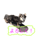 柴犬風のチワワスタンプ(豆太くん)（個別スタンプ：7）