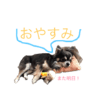 柴犬風のチワワスタンプ(豆太くん)（個別スタンプ：8）
