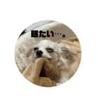 チワマルスタンプ （杏）（個別スタンプ：10）