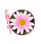お花写真のスタンプ（個別スタンプ：12）