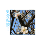 お花写真のスタンプ（個別スタンプ：14）
